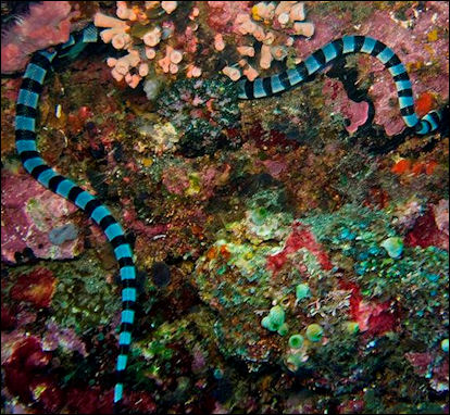 20120519-sea snake tTimor-Dive_Atauro_.JPG